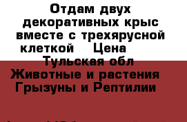 Отдам двух декоративных крыс,вместе с трехярусной клеткой. › Цена ­ 10 - Тульская обл. Животные и растения » Грызуны и Рептилии   